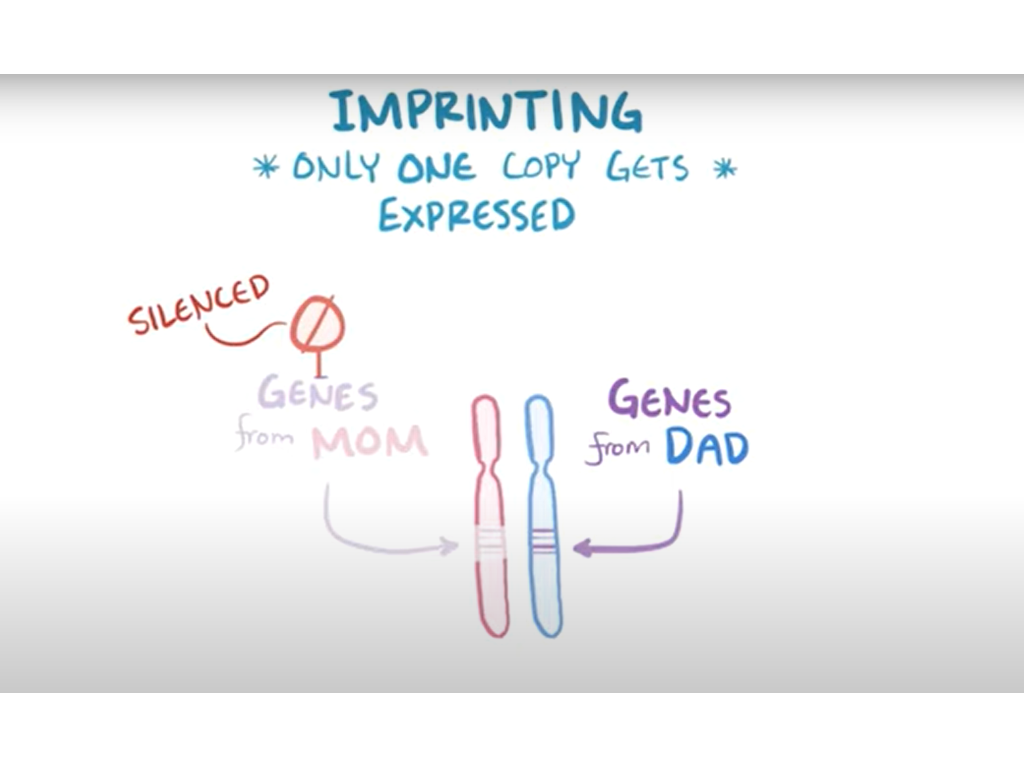 Prader-Willi Syndrome: Osmosis Study Video